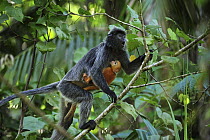 Silvered Leaf Monkey (Trachypithecus cristatus) mother with baby, Bako National Park, Sarawak, Borneo, Malaysia