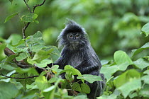 Silvered Leaf Monkey (Trachypithecus cristatus), Bako National Park, Sarawak, Borneo, Malaysia