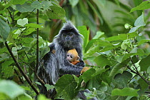 Silvered Leaf Monkey (Trachypithecus cristatus) mother with baby, Bako National Park, Sarawak, Borneo, Malaysia