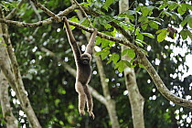 Muller's Bornean Gibbon (Hylobates muelleri) hanging in tree, Tabin Wildlife Reserve, Sabah, Borneo, Malaysia