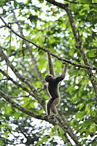 Muller's Bornean Gibbon (Hylobates muelleri) hanging, Tabin Wildlife Reserve, Sabah, Borneo, Malaysia