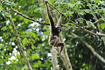 Muller's Bornean Gibbon (Hylobates muelleri) mother with baby in tree, Tabin Wildlife Reserve, Sabah, Borneo, Malaysia