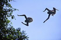 Muller's Bornean Gibbon (Hylobates muelleri) pair jumping, Tabin Wildlife Reserve, Sabah, Borneo, Malaysia