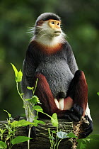 Douc Langur (Pygathrix nemaeus) male, native to southeast Asia