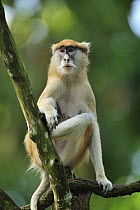 Patas Monkey (Erythrocebus patas), native to Africa