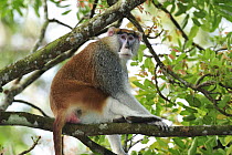 Patas Monkey (Erythrocebus patas) male, native to Africa