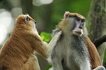 Patas Monkey (Erythrocebus patas) pair grooming, native to Africa