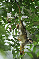 Black-headed Squirrel Monkey (Saimiri vanzolinii), Mamiraua Reserve, Amazon, Brazil