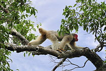 White Bald-headed Uacari (Cacajao calvus calvus) climbing in tree, Mamiraua Reserve, Amazon, Brazil