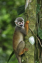 South American Squirrel Monkey (Saimiri sciureus), Amacayacu National Park, Colombia