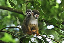 South American Squirrel Monkey (Saimiri sciureus) mother with baby, Amacayacu National Park, Colombia