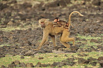 Hamadryas Baboon (Papio hamadryas) mother running with young, Awash National Park, Ethiopia