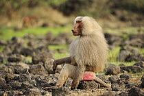 Hamadryas Baboon (Papio hamadryas) male, Awash National Park, Ethiopia