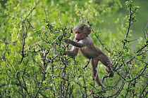 Hamadryas Baboon (Papio hamadryas) young, Awash National Park, Ethiopia