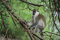 Savanah Monkey (Chlorocebus aethiops), Awash National Park, Ethiopia