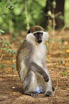Savanah Monkey (Chlorocebus aethiops) male, Awash National Park, Ethiopia
