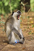 Savanah Monkey (Chlorocebus aethiops) male in defensive posture, Awash National Park, Ethiopia
