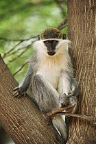 Savanah Monkey (Chlorocebus aethiops), Awash National Park, Ethiopia