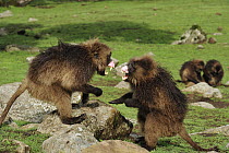 Gelada Baboon (Theropithecus gelada) males fighting, Simien Mountains National Park, Ethiopia