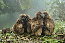Gelada Baboon (Theropithecus gelada) group huddling for warmth, Simien Mountains National Park, Ethiopia