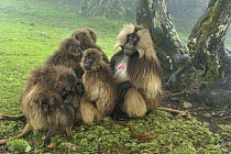 Gelada Baboon (Theropithecus gelada) male with females and young, Simien Mountains National Park, Ethiopia