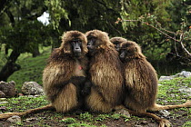 Gelada Baboon (Theropithecus gelada) group huddling for warmth, Simien Mountains National Park, Ethiopia