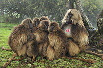 Gelada Baboon (Theropithecus gelada) male and females huddling for warmth, Simien Mountains National Park, Ethiopia