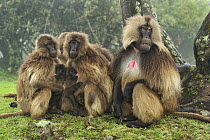 Gelada Baboon (Theropithecus gelada) male and females huddling for warmth with young nursing, Simien Mountains National Park, Ethiopia