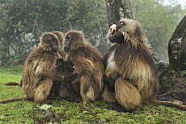 Gelada Baboon (Theropithecus gelada) male in defensive display while mothers nurse young, Simien Mountains National Park, Ethiopia