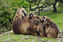 Gelada Baboon (Theropithecus gelada) male and females huddling for warmth, Simien Mountains National Park, Ethiopia