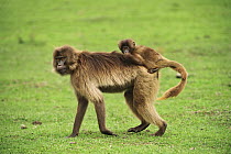 Gelada Baboon (Theropithecus gelada) mother with young, Simien Mountains National Park, Ethiopia