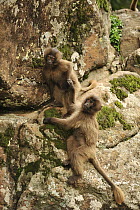 Gelada Baboon (Theropithecus gelada) juveniles on cliff, Simien Mountains National Park, Ethiopia