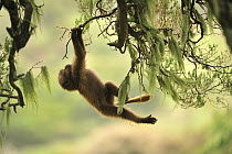 Gelada Baboon (Theropithecus gelada) young hanging in tree, Simien Mountains National Park, Ethiopia