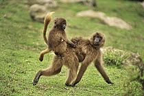 Gelada Baboon (Theropithecus gelada) mother carrying young, Simien Mountains National Park, Ethiopia