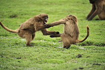 Gelada Baboon (Theropithecus gelada) juveniles play-fighting, Simien Mountains National Park, Ethiopia