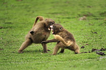 Gelada Baboon (Theropithecus gelada) juveniles play-fighting, Simien Mountains National Park, Ethiopia