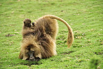 Gelada Baboon (Theropithecus gelada) young grooming mother, Simien Mountains National Park, Ethiopia