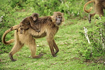 Gelada Baboon (Theropithecus gelada) mother and young, Simien Mountains National Park, Ethiopia