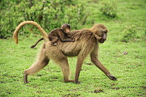 Gelada Baboon (Theropithecus gelada) mother carrying young, Simien Mountains National Park, Ethiopia