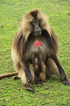 Gelada Baboon (Theropithecus gelada) male and young, Simien Mountains National Park, Ethiopia