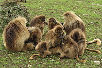 Gelada Baboon (Theropithecus gelada) group grooming, Simien Mountains National Park, Ethiopia