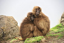 Gelada Baboon (Theropithecus gelada) pair huddling for warmth, Simien Mountains National Park, Ethiopia