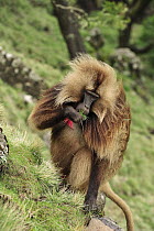 Gelada Baboon (Theropithecus gelada) male grazing, Simien Mountains National Park, Ethiopia