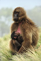 Gelada Baboon (Theropithecus gelada) mother nursing young, Simien Mountains National Park, Ethiopia
