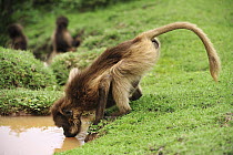 Gelada Baboon (Theropithecus gelada) female drinking, Simien Mountains National Park, Ethiopia