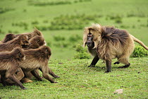 Gelada Baboon (Theropithecus gelada) group in territorial fight with male, Simien Mountains National Park, Ethiopia