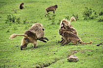 Gelada Baboon (Theropithecus gelada) group in territoral fight, Simien Mountains National Park, Ethiopia, sequence 1 of 4