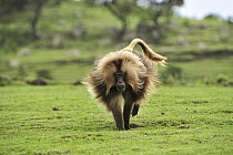 Gelada Baboon (Theropithecus gelada) male running, Simien Mountains National Park, Ethiopia