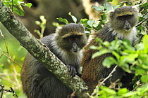 Sykes Monkey (Cercopithecus albogularis) pair, Mount Kenya National Park, Kenya