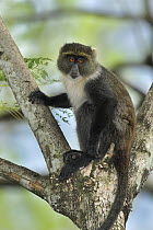 Sykes Monkey (Cercopithecus albogularis), Mount Kenya National Park, Kenya